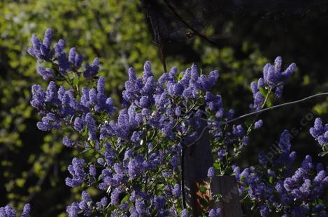 Ceanothus sorediatus Klamath has nice blue flowers. - grid24_12