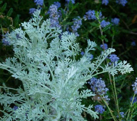 Artemisia pycnocephala and Ceanothus - grid24_12