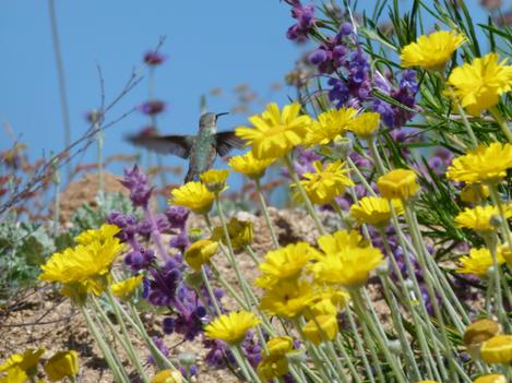 A hummingbird in flower. - grid24_12