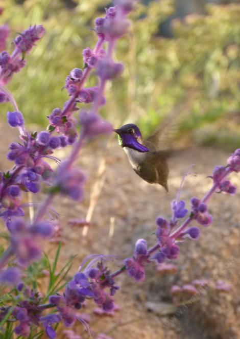 Costa Hummingbird on Trichostema lanatum - grid24_12