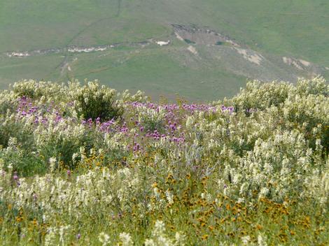 Carrizo Plains in the spring. - grid24_12