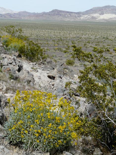 Creosote and Encelia out in the Creosote plant community. - grid24_12