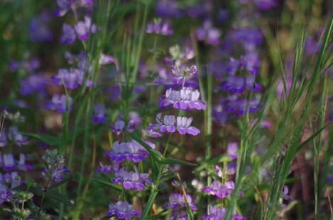 Cchisese Houses, Collinsia heterophylla is a pretty little wildflower. - grid24_12