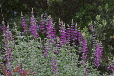 What appears to be a hybrid between Lupinus albifrons and excubitus. - grid24_12