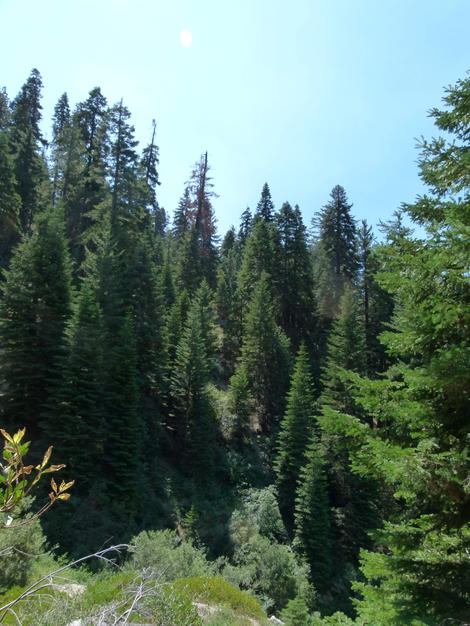 Abies magnifica,  Red Fir in the southern Sierras - grid24_12