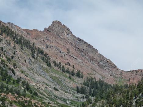 Sub-alpine forest in the Southern Sierra - grid24_12