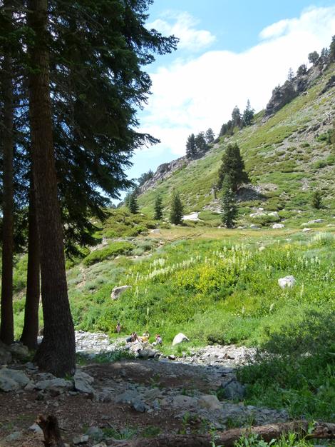 A rather dry mountain meadow in the Southern Sierras - grid24_12