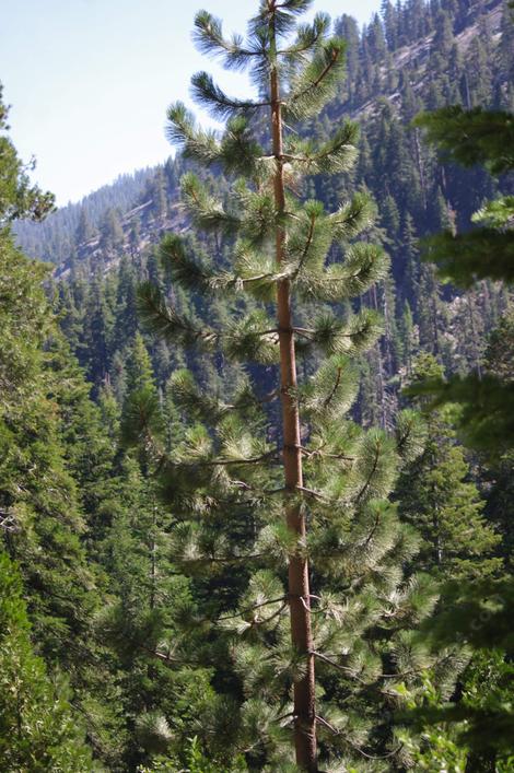 A Ponderosa Pine in a Sierra Yellow Pine Forest. - grid24_12