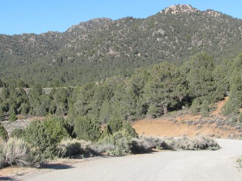 Pinyon Juniper Woodland south eastern Sierras - grid24_12