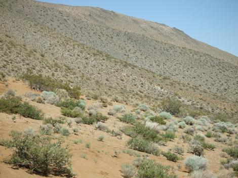 Creosote Woodland up by Red Rock Canyon - grid24_12