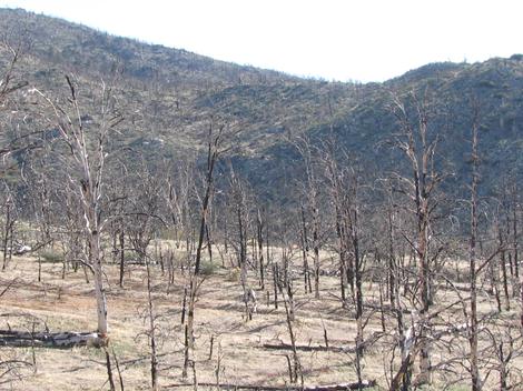A Pinyon Juniper woodland after a fire. - grid24_12
