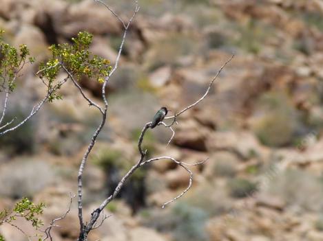 A image of Joshua Tree Park - grid24_12