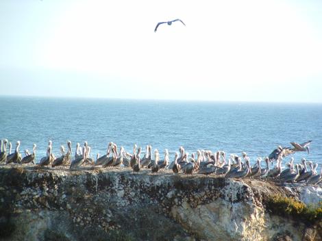 No one told us we'd have all these visitors when we bought this place. Coastal bluff in Shell Beach. - grid24_12