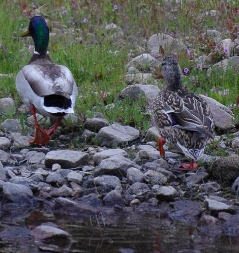 Ducks in two foot of water along Huer Huero Creek. - grid24_12
