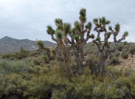 Out near the Nevada Border, Apache Plume and Joshua Tree. - grid24_12