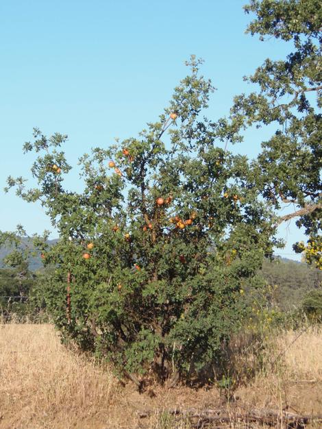 Oak Apples. Stem galls on a Quercus lobata. - grid24_12
