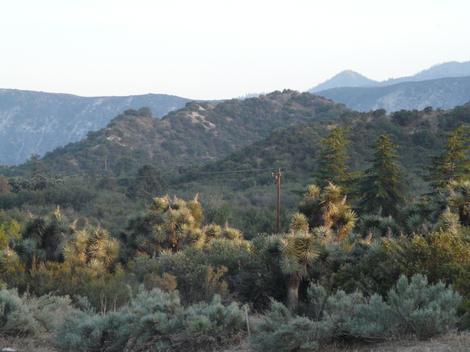 South of Phelan where chaparral and Joshua Tree plant communities come together. - grid24_12