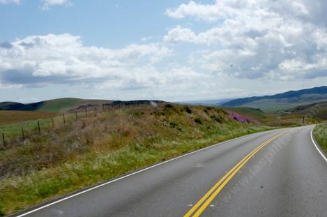 East of Shandon on hwy. 46. This used to be Shadscale Scrub, now it's mostly Foxtail and Filaree.. - grid24_12