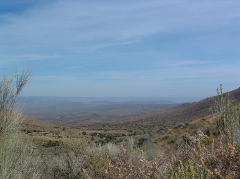 Looking over Salvia dorrii out into the desert. - grid24_12