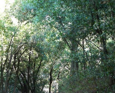 Here is a picture from with a mixed evergreen forest. Bay, Madrone, Big Leaf Maple, Coast Live Oak,  a few Pines, and few Sargent Cypress. - grid24_12