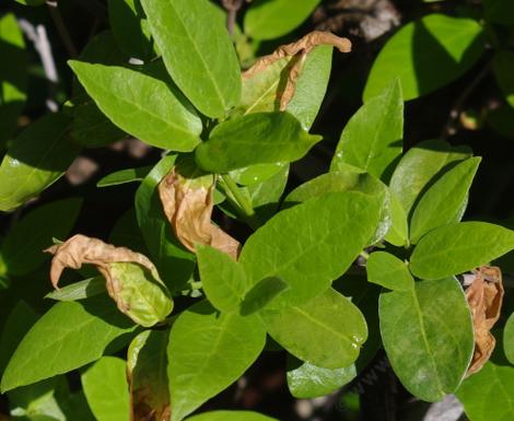 A late frost burnt back the leaves of Calycanthus, Spice Bush. - grid24_12