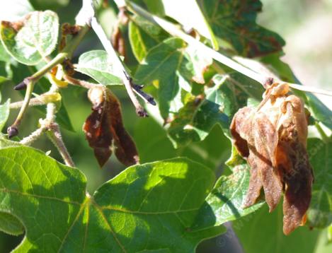 A late frost burnt back the leaves of a Platanus racemosa, California sycamore. Anthracnose looks similar but the whole tree has every leaf do this. - grid24_12