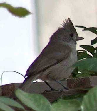 oak titmouse, doesn't seem to have a tit and is not a mouse - grid24_12