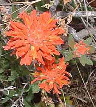 Castilleja affinis in the Cambria forest. - grid24_12
