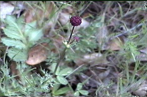 Sanicula bipinnatifida - grid24_12