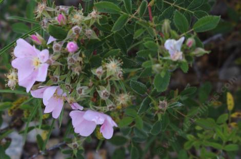 California Rose, Rosa californica - grid24_12