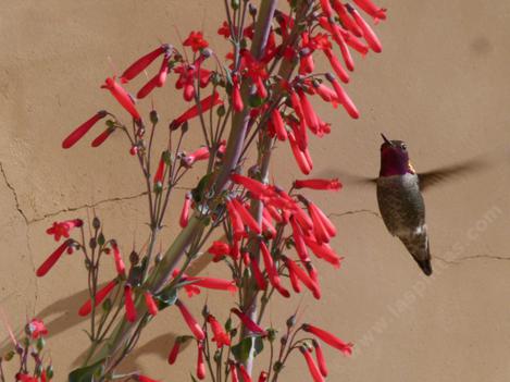 Penstemon centranthifolius is loved by hummingbirds - grid24_12