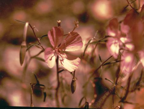 Clarkia bottae, Botta's clarkia, Punch Bowl Godetia - grid24_12