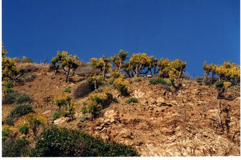 Coreopsis gigantea plants growing on a slope in west Santa Barbara County. - grid24_12