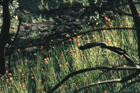 Papaver californicum, Fire Poppy - grid24_12