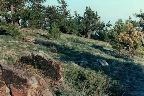 Lupinus polyphyllus up on Mt. Pinos - grid24_12