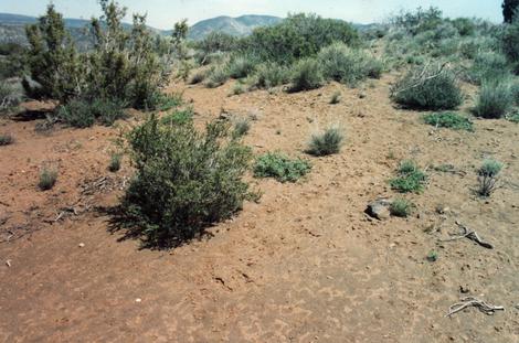 All of California used to look like this by the first of July. NO WEEDS! Much harder to burn. - grid24_12