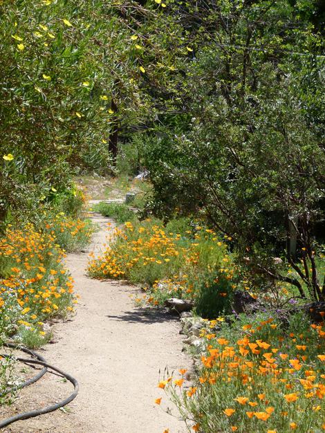 Las Pilitas Nursery, Santa margarita, demonstration garden  - grid24_12