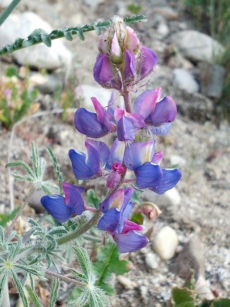 Lupinus sparsiflorus, Coulter's Lupine courtesy of Jerry Baker. - grid24_12