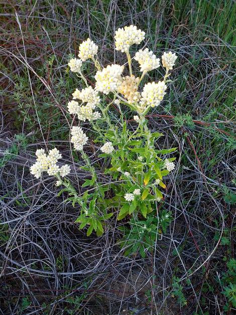 Pseudognaphalium biolettii (Gnaphalium bicolor), Bioletti's rabbit-tobacco. or twocolor cudweed courtesy of Jerry Baker - grid24_12