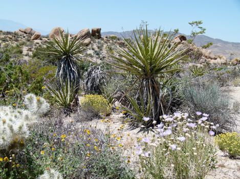 Desert Sunflowe, iguiera deltoidea  - grid24_12