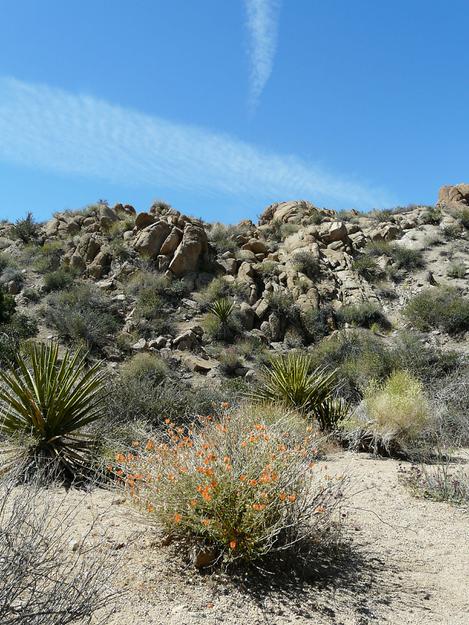 Sphaeralcea ambigua out in Joshua Tree Woodland. - grid24_12