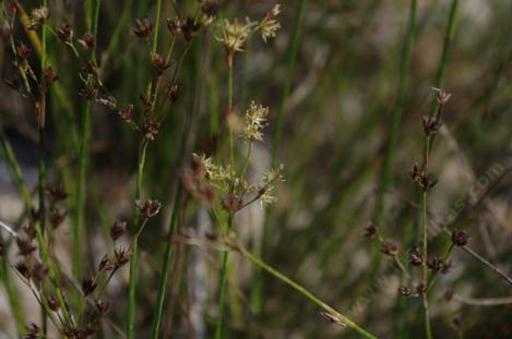  Juncus dubius, Dubius rush, Little bamboo, Mariposa rush - grid24_12