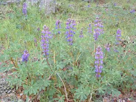 Lupinus succulentus Arroyo Lupine.is an annual - grid24_12