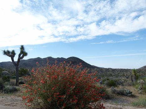 Sphaeralcea ambigua, Desert Mallow in the Mojave desert. - grid24_12