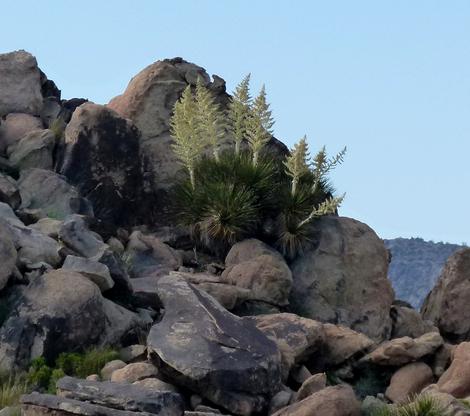 Yucca schidigera, Mojave Yucca in the desert - grid24_12