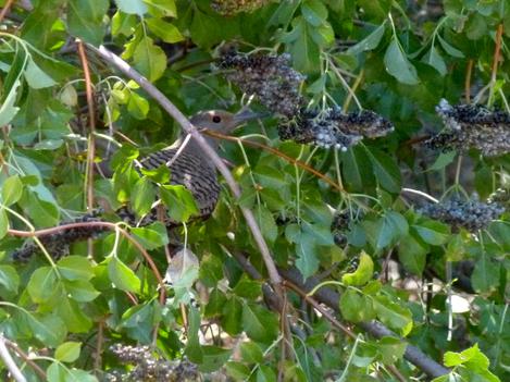 Northern Flicker, Colaptes auratus eating Elderberies, Sambucus mexicana. - grid24_12