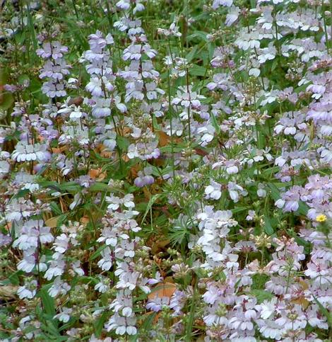 Here is a population of Collinsia heterophylla, Chinese Houses,east of the Santa Lucia mountains, California.  - grid24_12