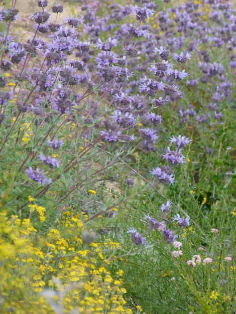 Salvia Pozo Blue mixed with California buckwheat, and Golden yarrow. - grid24_12
