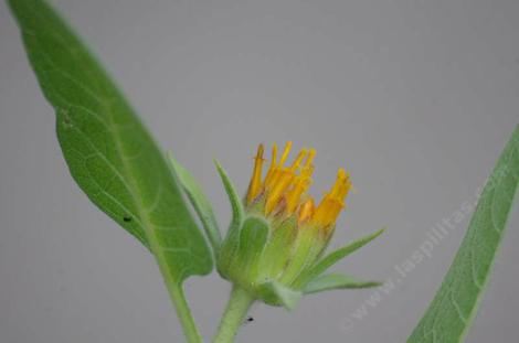 The flower of Wyethia invenusta,: Colville's Mule Ears flower. - grid24_12