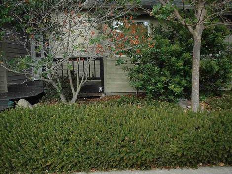 A native landscape in San Luis Obispo, Toyon, Arctostaphylos Carmel Sur and Western Redbud. This native garden has been in for 30 years. - grid24_12